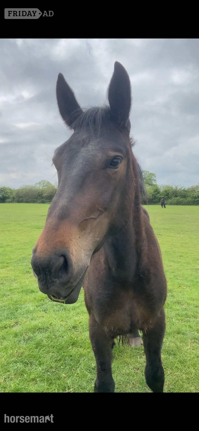 "Percheron x Irish sports horse filly " Bay Filly Youngstock / Foal in King's Lynn