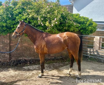 "Shuil Ceoil" Bright Bay Gelding Ex Racehorse