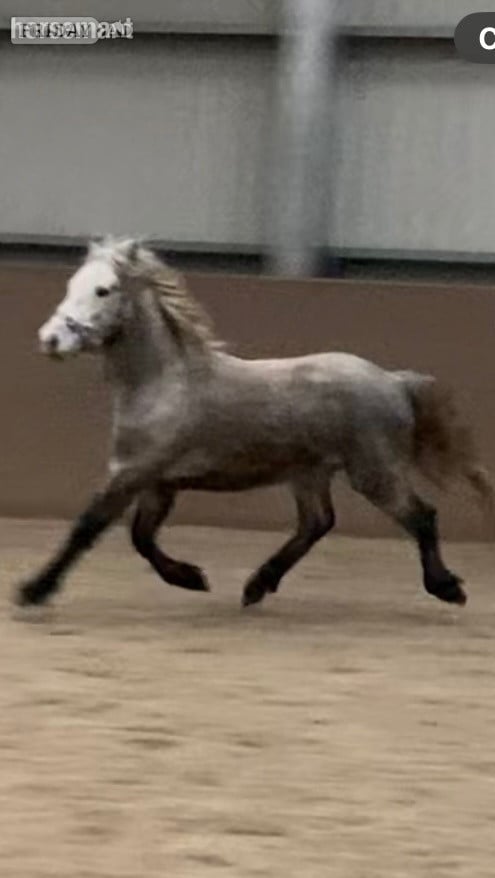 "CARRSIDE CRICKET IN CLOVER" Grey Gelding Youngstock / Foal - Horses in Clitheroe