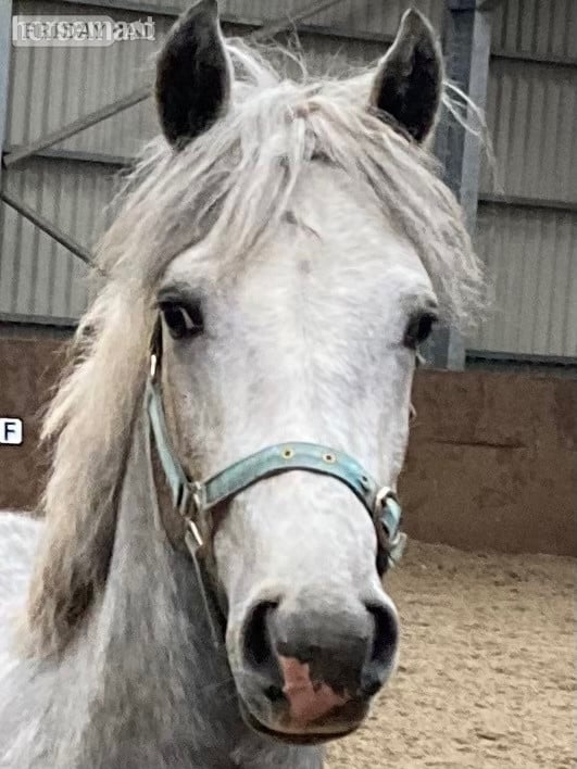 Clitheroe "CARRSIDE CRICKET IN CLOVER" Grey Gelding Youngstock / Foal