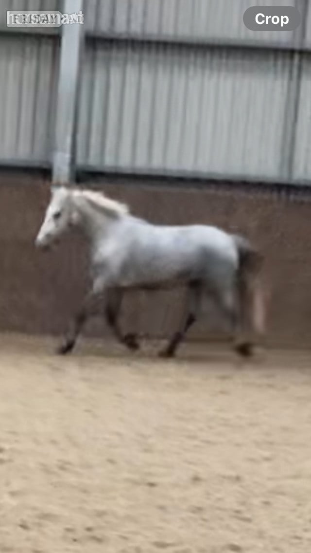 "CARRSIDE CRICKET IN CLOVER" Grey Gelding Youngstock / Foal