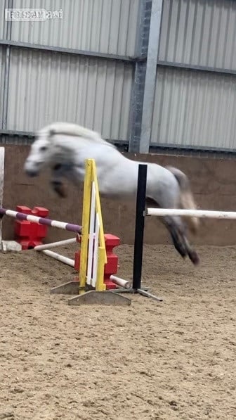 "CARRSIDE CRICKET IN CLOVER" Grey Gelding Youngstock / Foal in Clitheroe