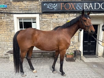 "Pantera " Bay Mare All Rounder