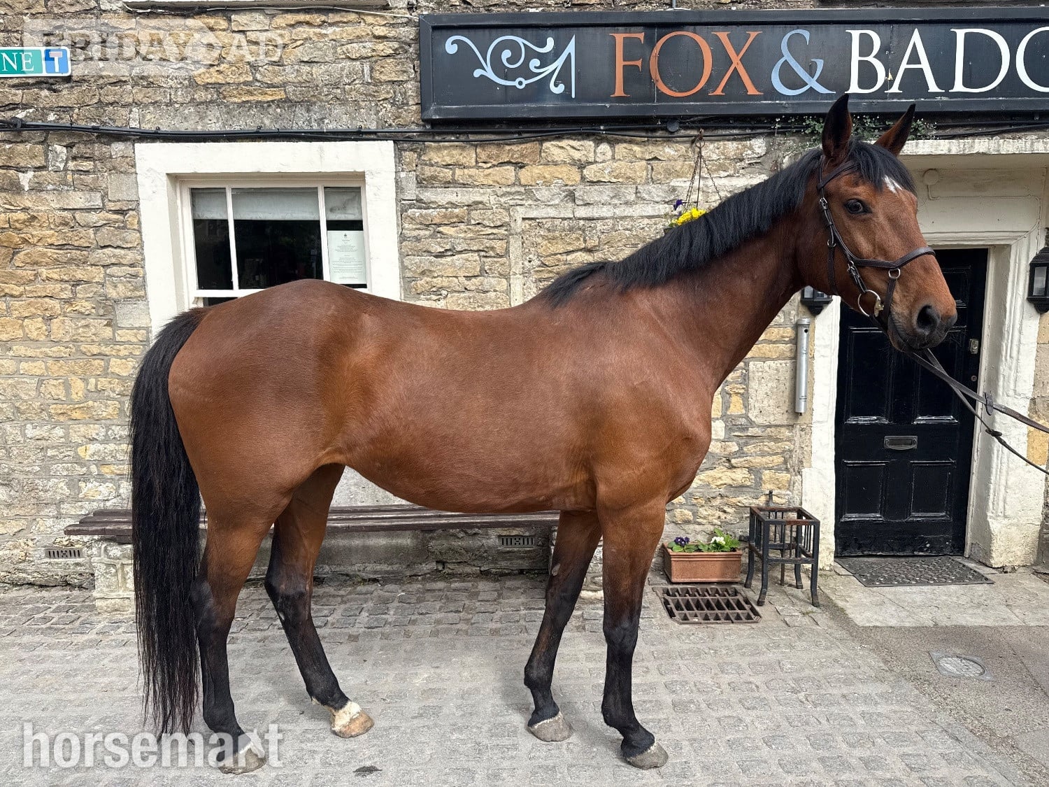 "Pantera " Bay Mare All Rounder in Frome