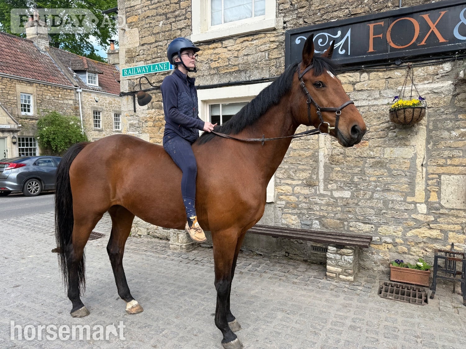 "Pantera " Bay Mare All Rounder