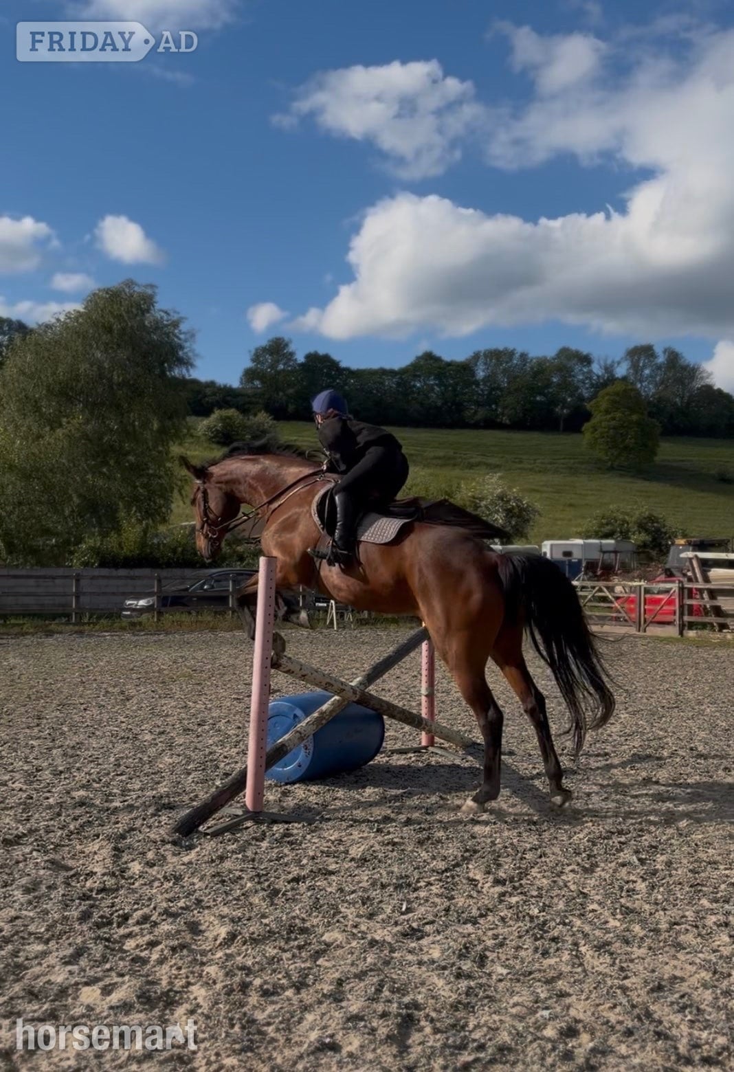 Frome "Pantera " Bay Mare All Rounder