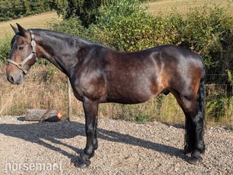 "MR T" Dark Bay Gelding All Rounder