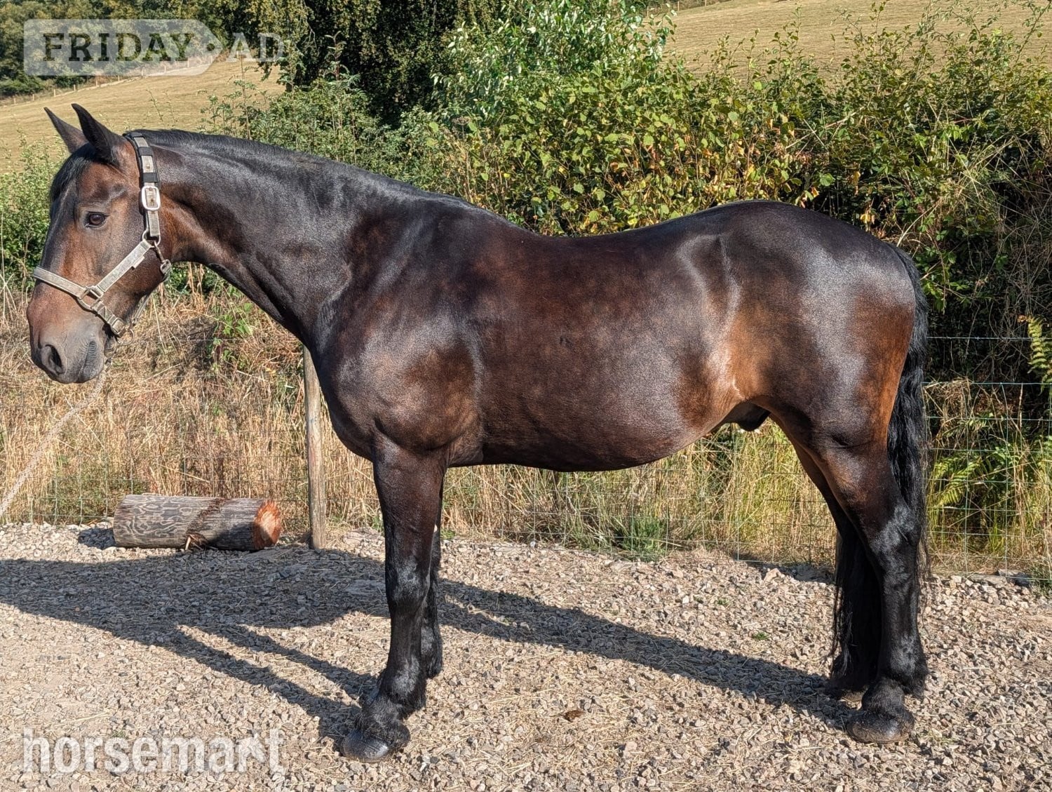 "MR T" Dark Bay Gelding All Rounder in Dulverton