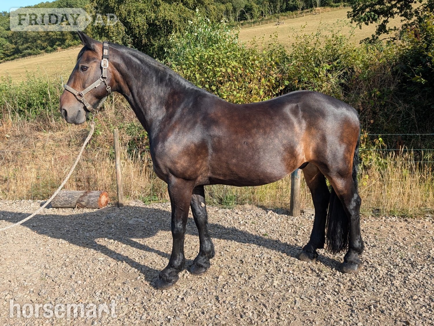 "MR T" Dark Bay Gelding All Rounder