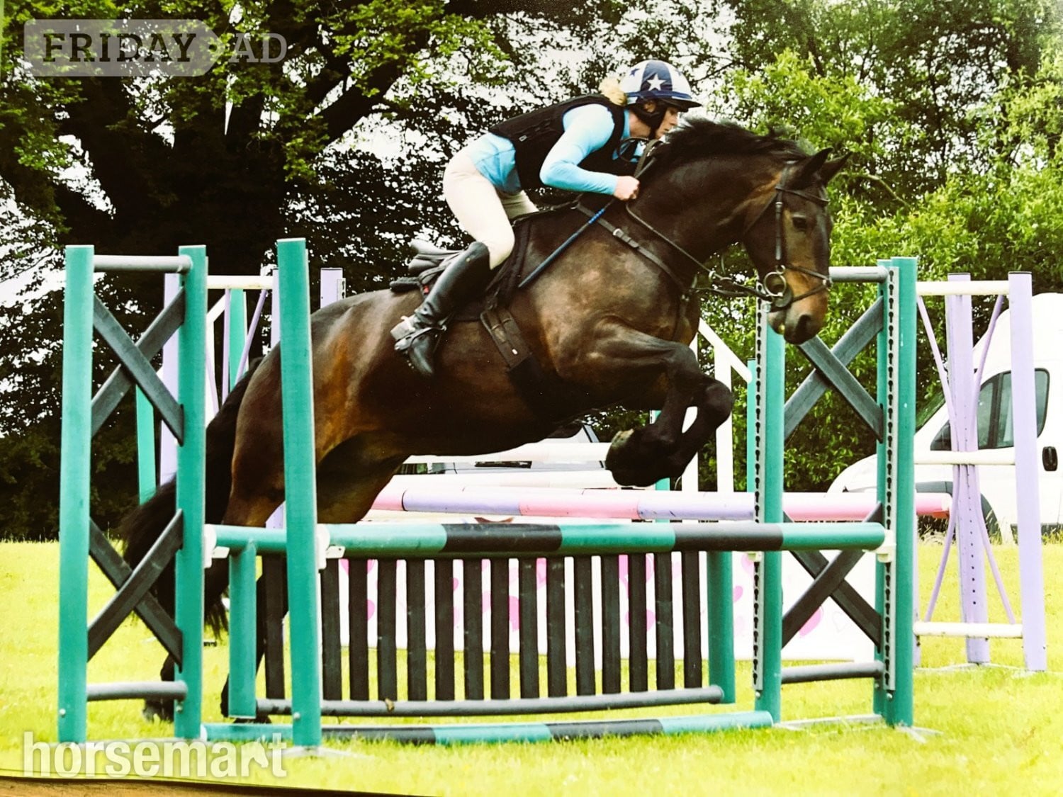 Dulverton "MR T" Dark Bay Gelding All Rounder