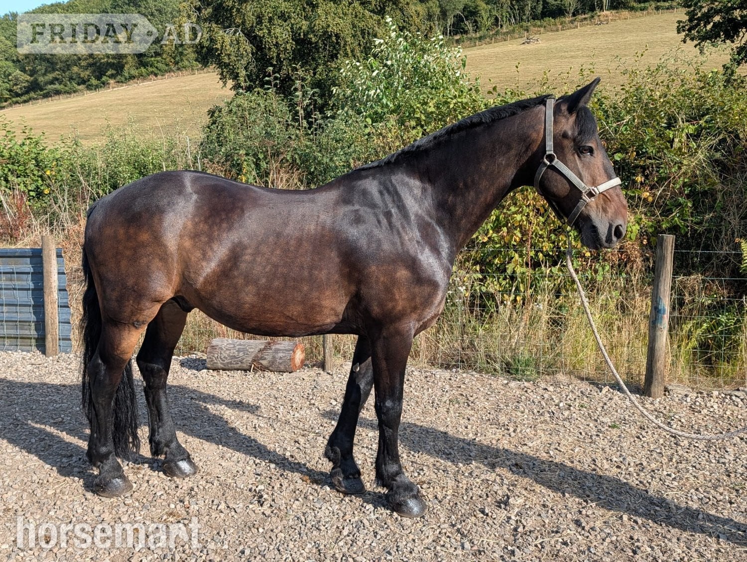 "MR T" Dark Bay Gelding All Rounder - Horses in Dulverton