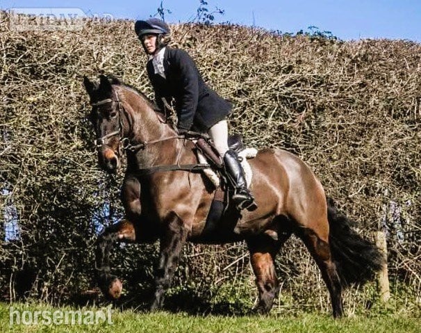 "MR T" Dark Bay Gelding All Rounder - Horses