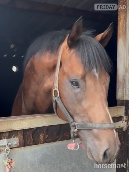 "Invincible " Bay Colt Ex Racehorse in Newbury