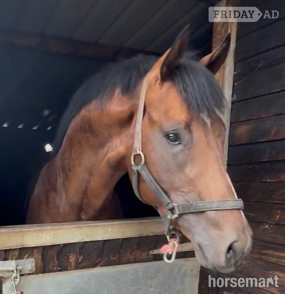 "Invincible " Bay Colt Ex Racehorse