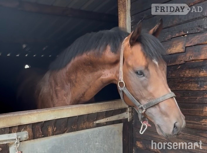 Newbury "Invincible " Bay Colt Ex Racehorse