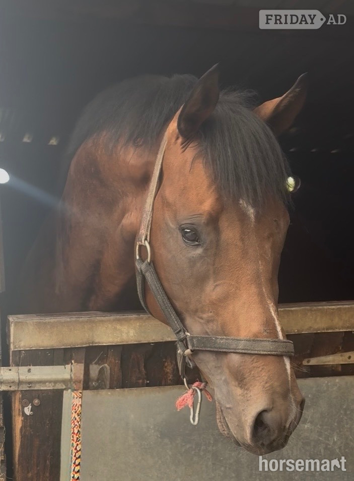 "Invincible " Bay Colt Ex Racehorse - Horses in Newbury