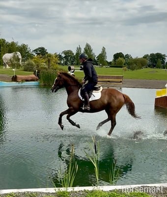 "Zoe " Chestnut Mare Ex Racehorse