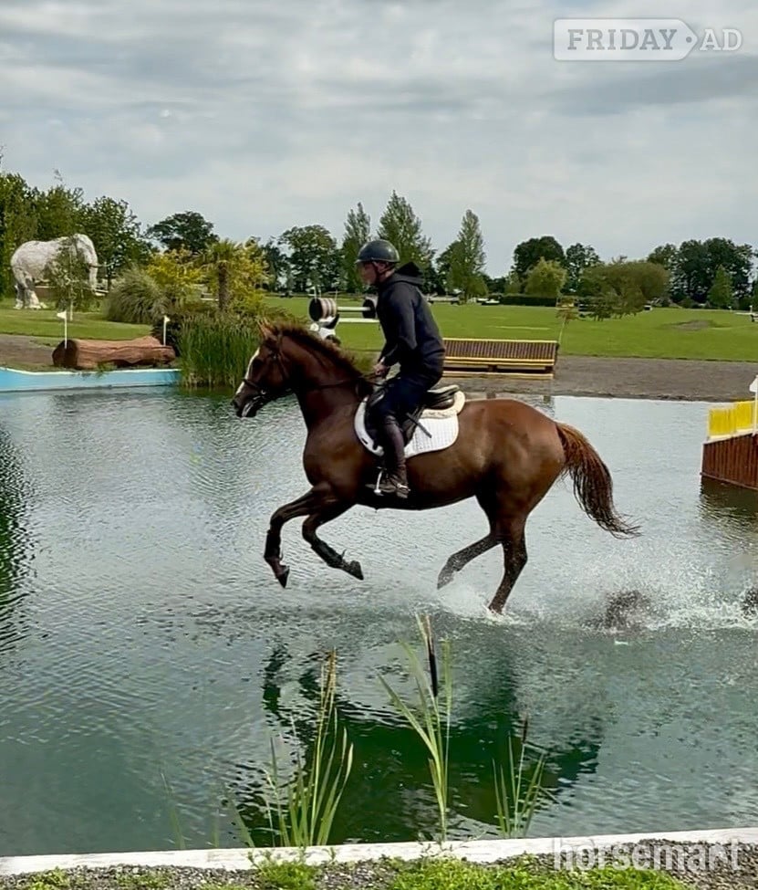 "Zoe " Chestnut Mare Ex Racehorse in Newbury