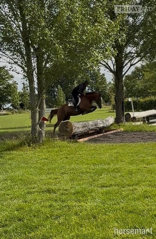 Newbury "Zoe " Chestnut Mare Ex Racehorse