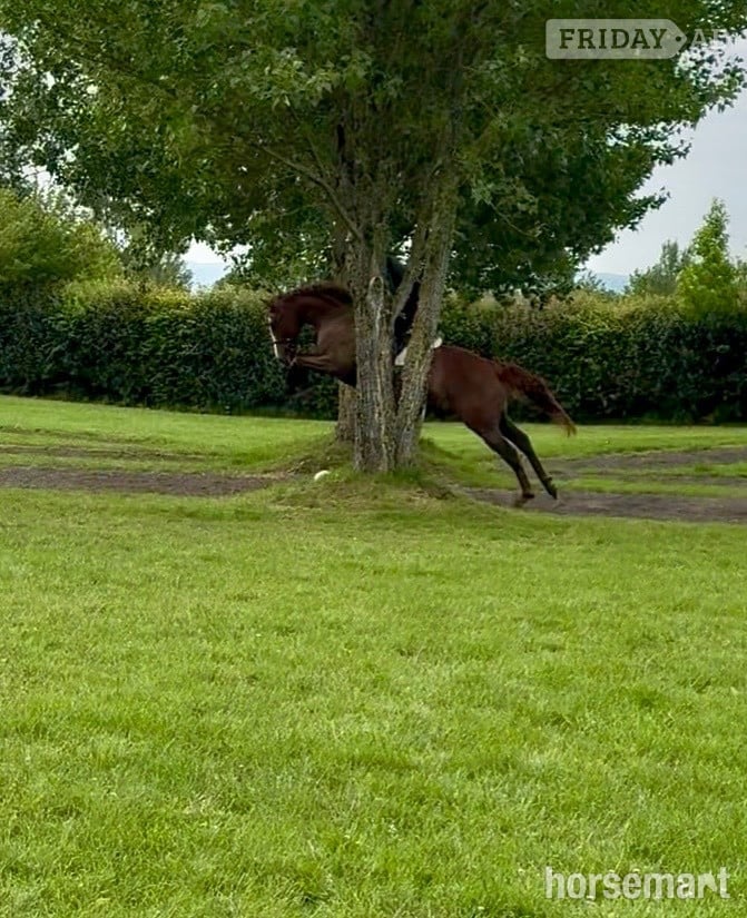 "Zoe " Chestnut Mare Ex Racehorse