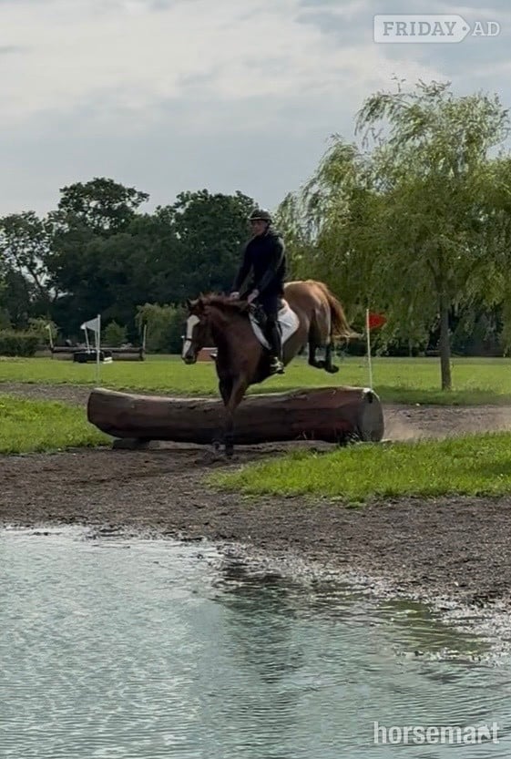 "Zoe " Chestnut Mare Ex Racehorse - Horses in Newbury
