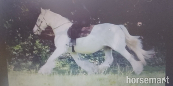 "misty" Grey Mare Cob/Heavy Horse