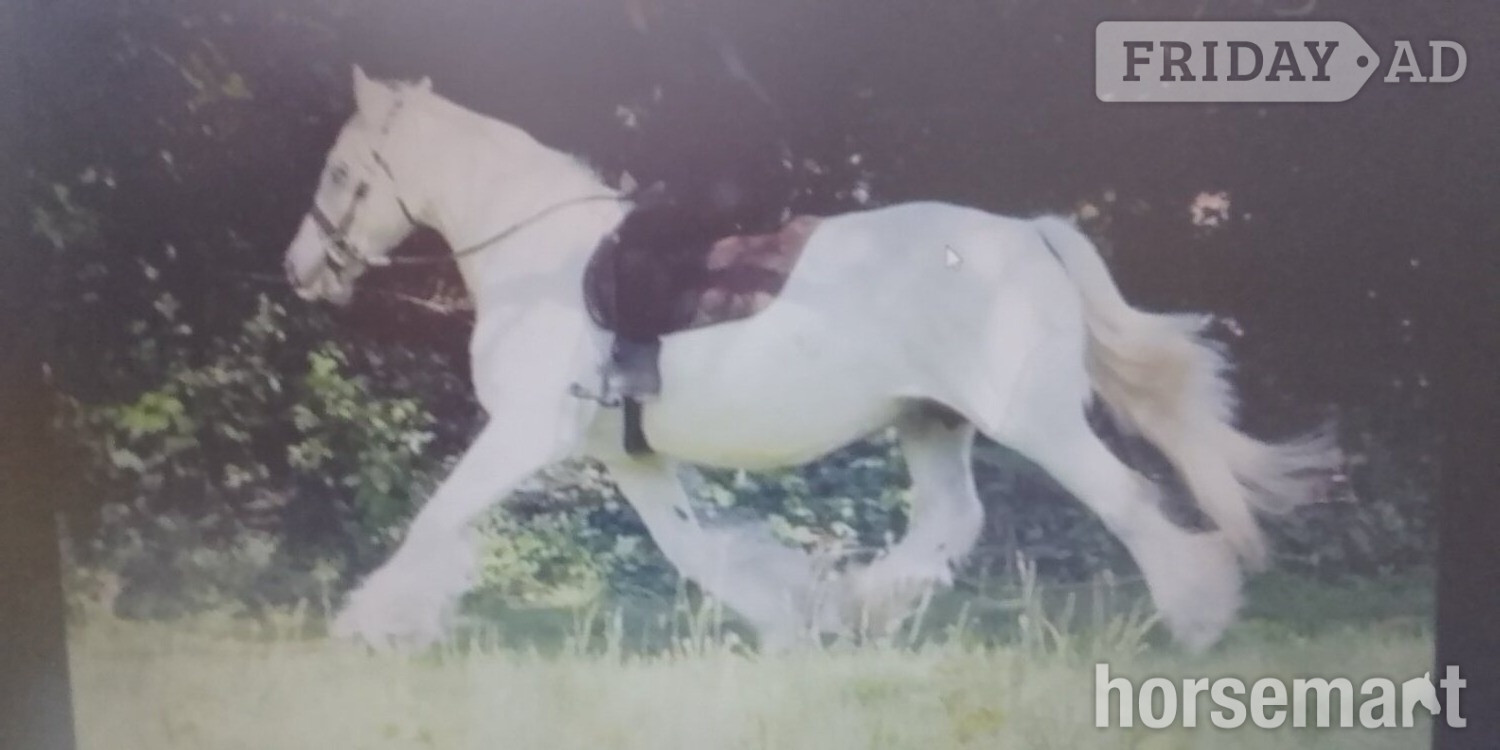 "misty" Grey Mare Cob/Heavy Horse in Swadlincote