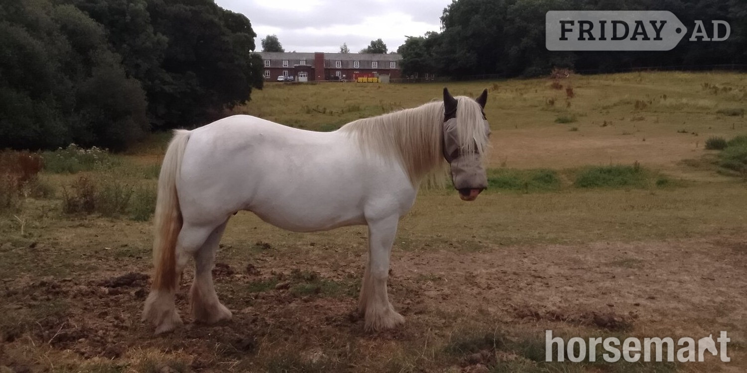 "misty" Grey Mare Cob/Heavy Horse