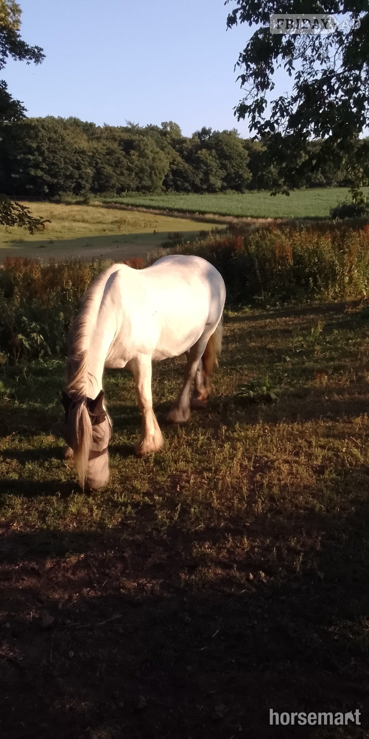 Swadlincote "misty" Grey Mare Cob/Heavy Horse