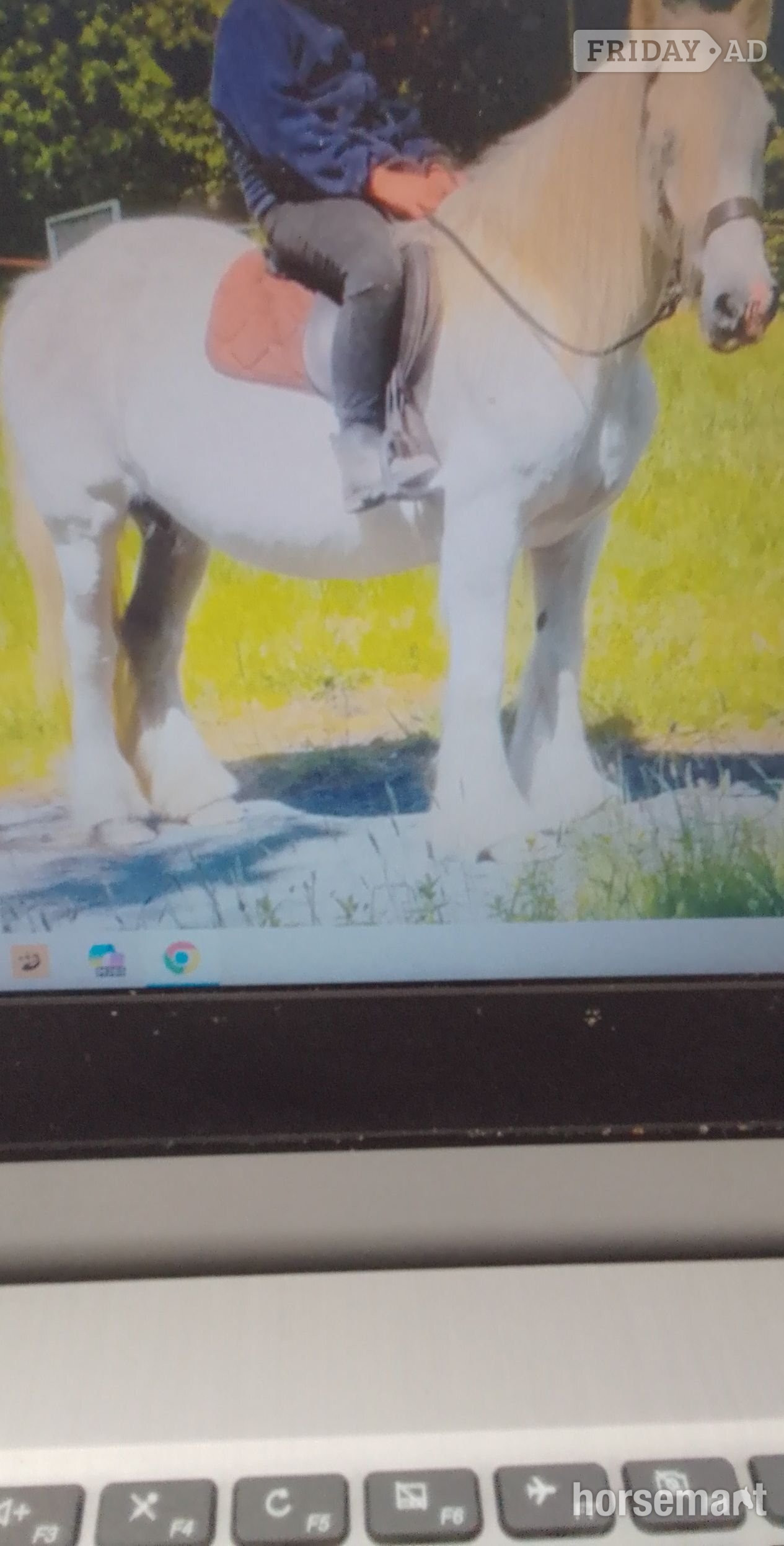 "misty" Grey Mare Cob/Heavy Horse - Horses in Swadlincote
