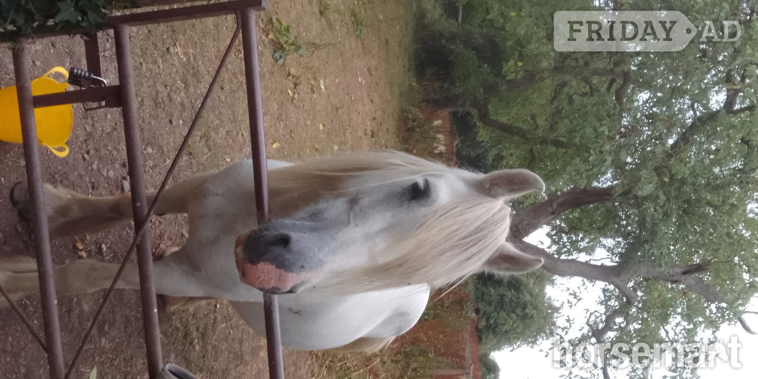 "misty" Grey Mare Cob/Heavy Horse - Horses