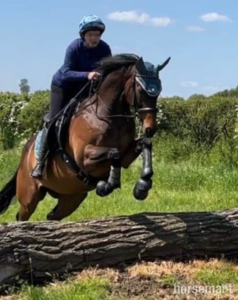 "Teddy" Dark Bay Gelding Ex Racehorse