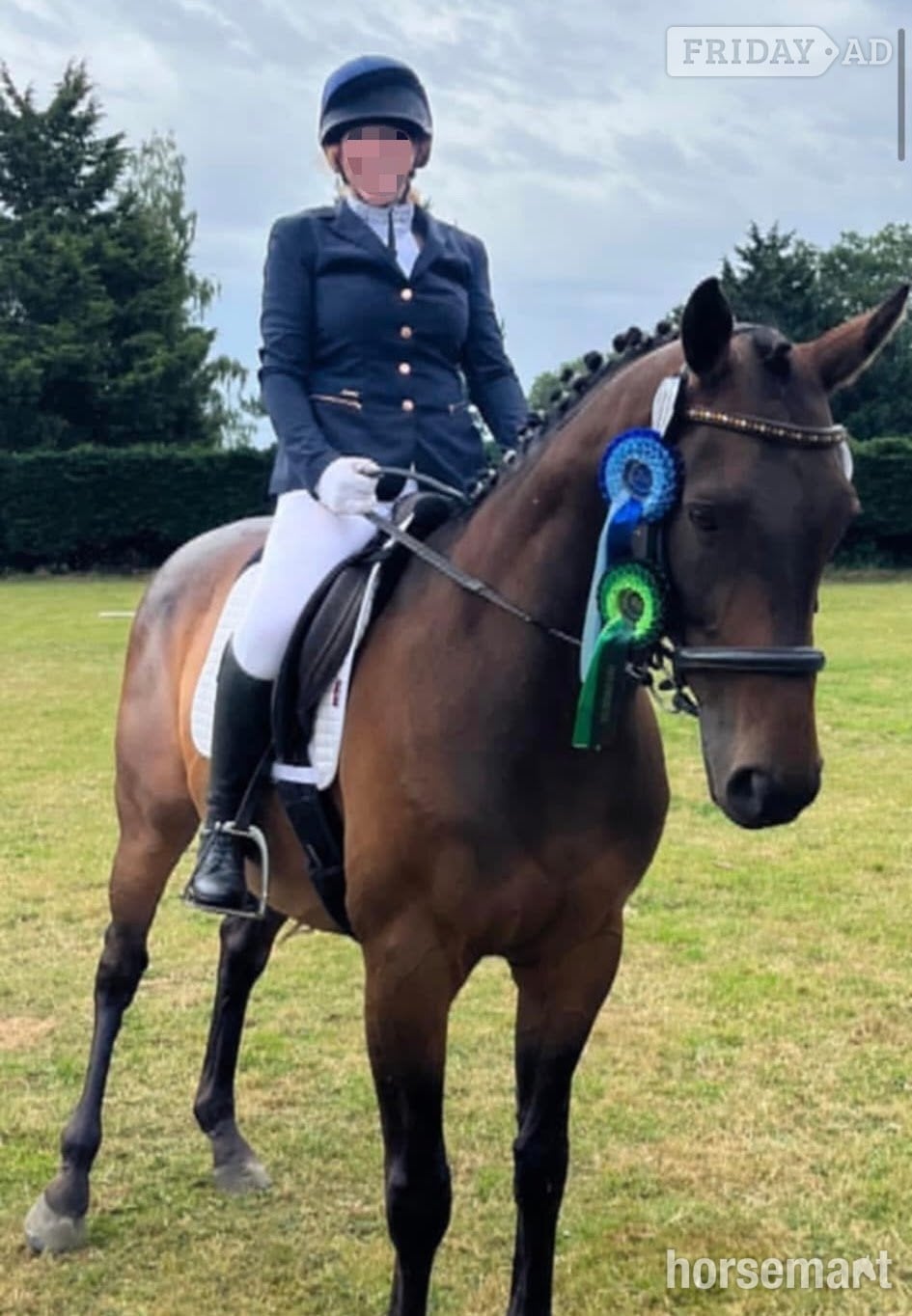 "Teddy" Dark Bay Gelding Ex Racehorse