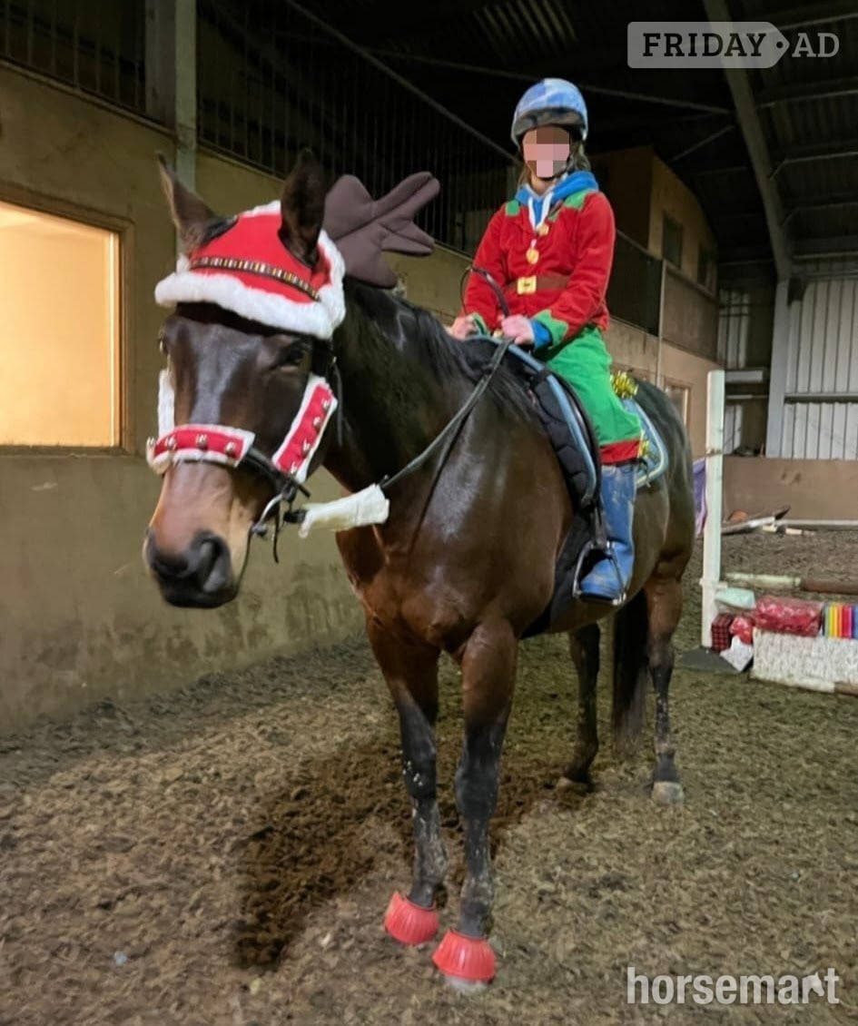 Towcester "Teddy" Dark Bay Gelding Ex Racehorse