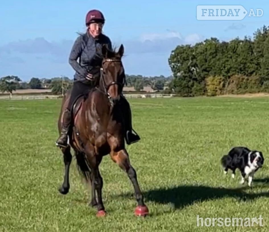 "Teddy" Dark Bay Gelding Ex Racehorse - Horses in Towcester