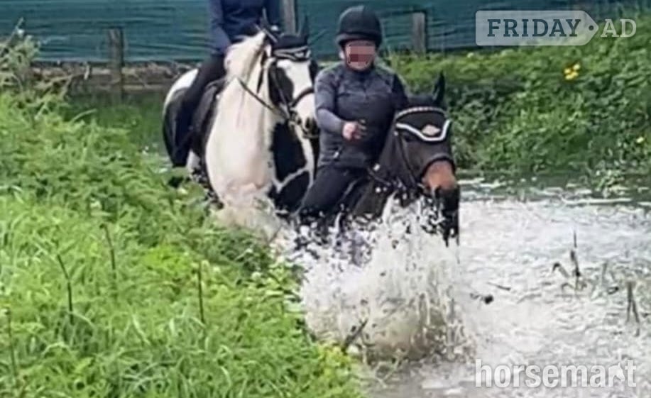 "Teddy" Dark Bay Gelding Ex Racehorse - Horses