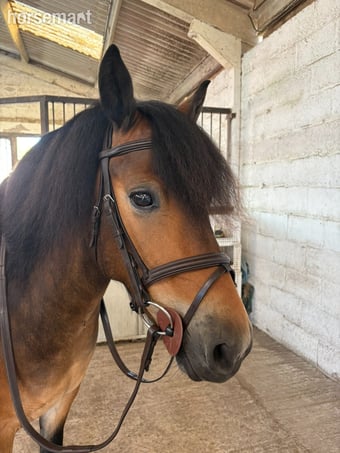 "Peekhill Corka" Bay Gelding Mountain & Moorland Pony