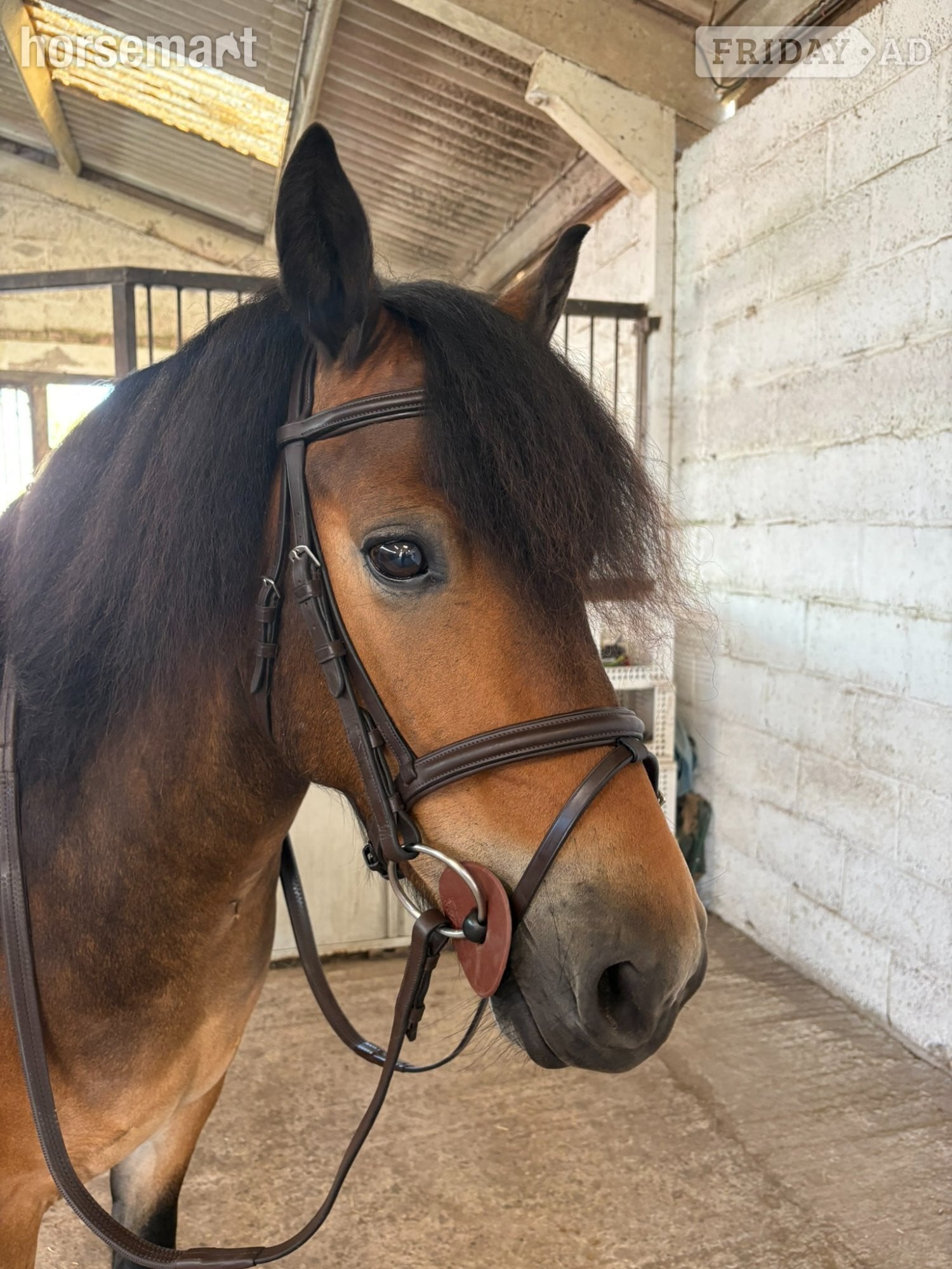 "Peekhill Corka" Bay Gelding Mountain & Moorland Pony in Warminster
