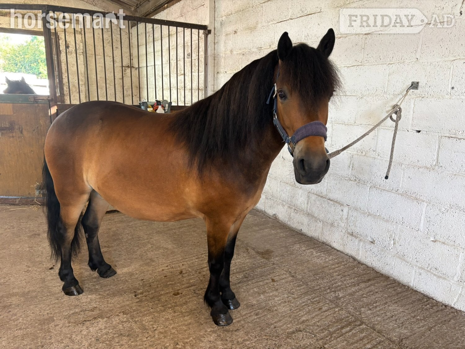 "Peekhill Corka" Bay Gelding Mountain & Moorland Pony