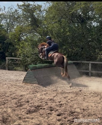 "Mario" Chestnut Gelding All Rounder