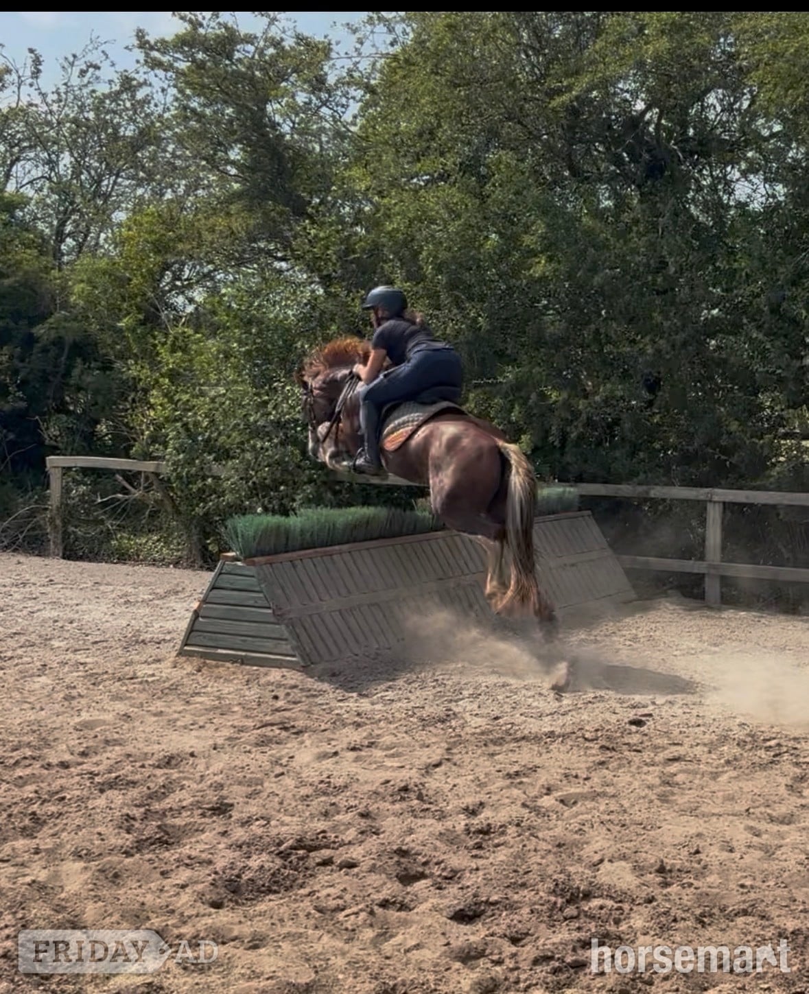 "Mario" Chestnut Gelding All Rounder in Alsager