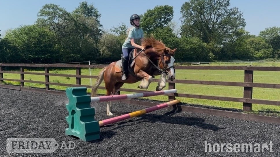 "Mario" Chestnut Gelding All Rounder