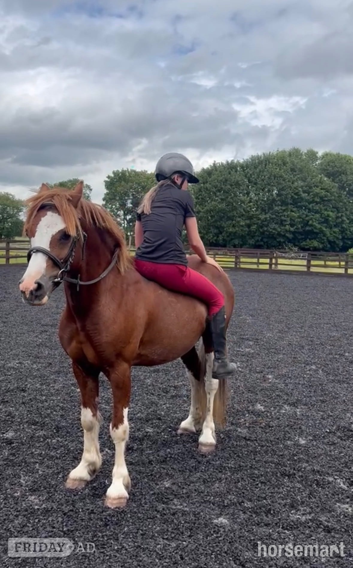 "Mario" Chestnut Gelding All Rounder - Horses in Alsager