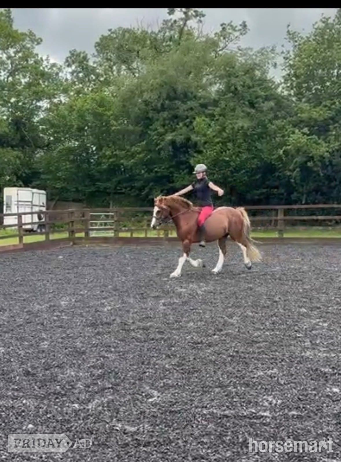Alsager "Mario" Chestnut Gelding All Rounder