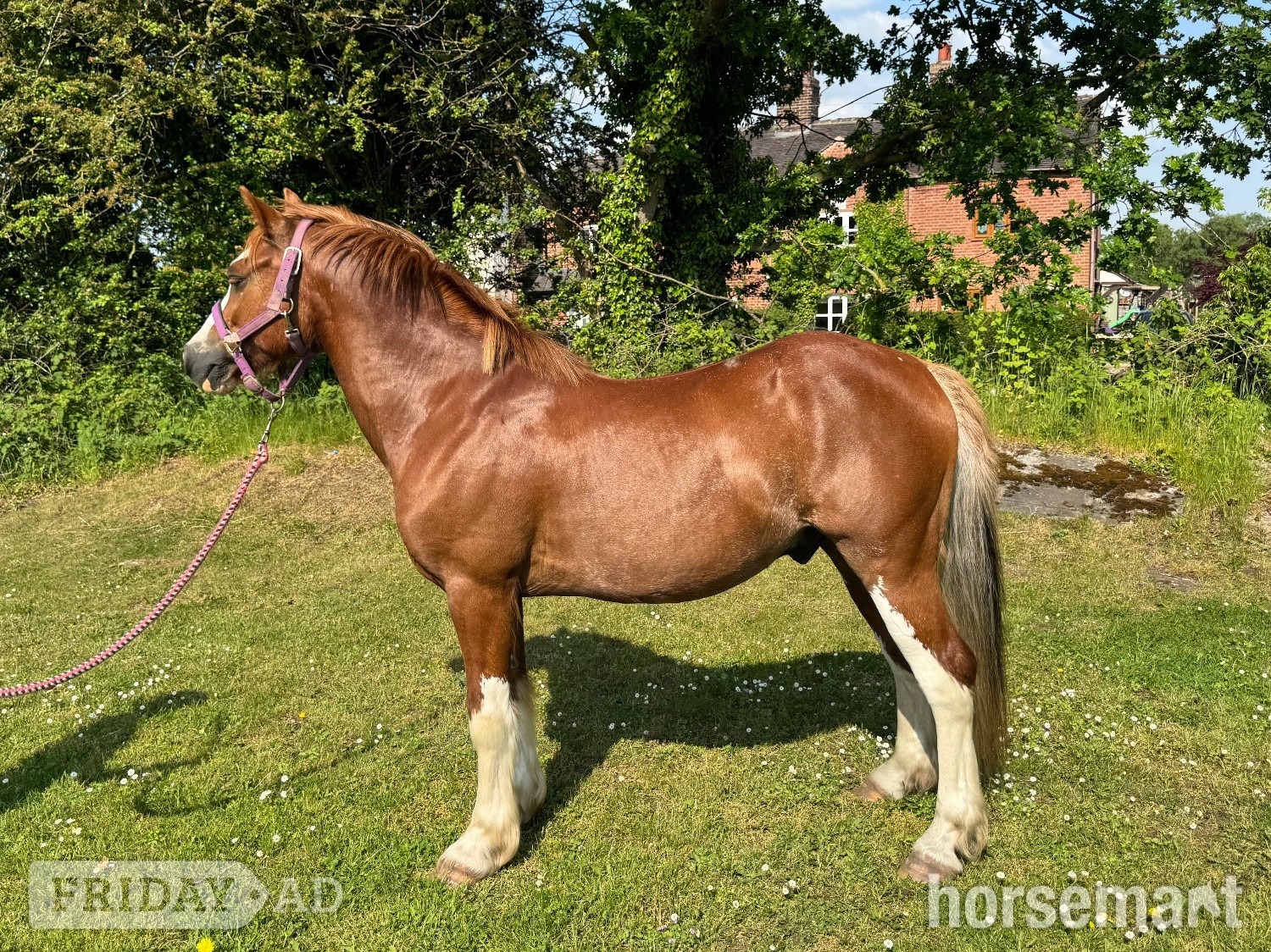 "Mario" Chestnut Gelding All Rounder - Horses
