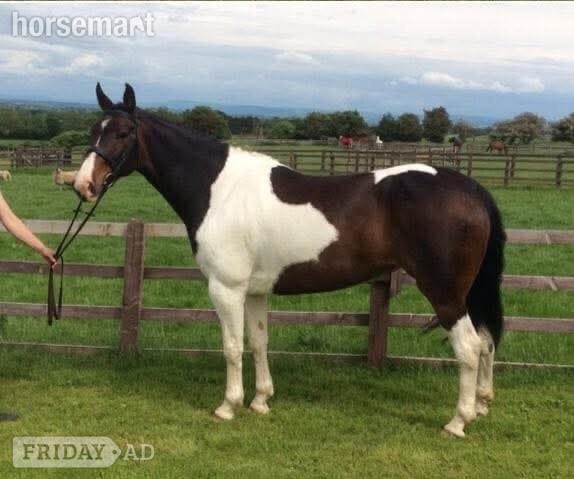 "Princess II" Skewbald Mare Broodmare in Ystrad Mynach