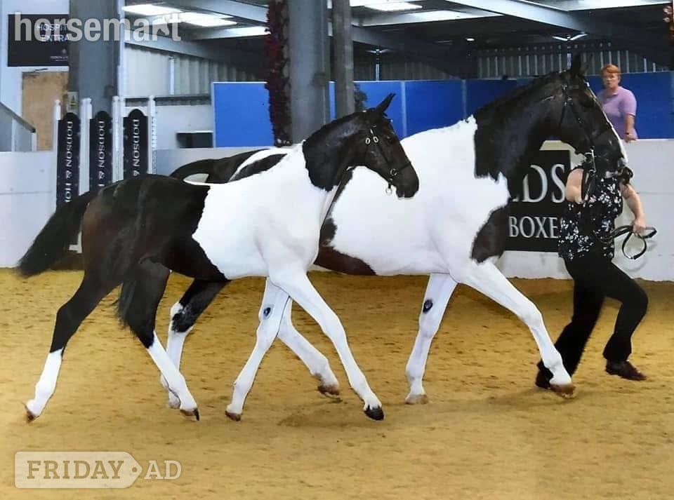 Ystrad Mynach "Princess II" Skewbald Mare Broodmare