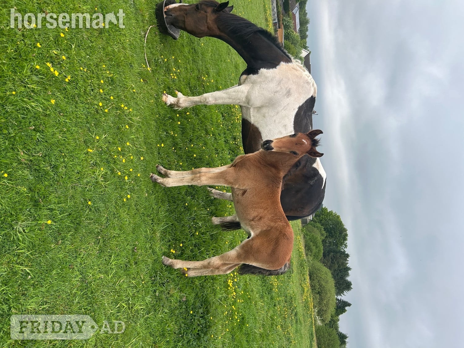 "Princess II" Skewbald Mare Broodmare - Horses in Ystrad Mynach