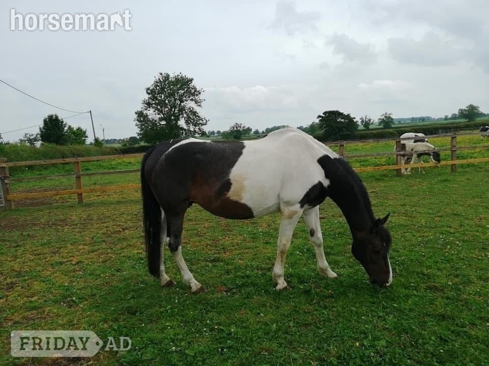 "Princess II" Skewbald Mare Broodmare - Horses