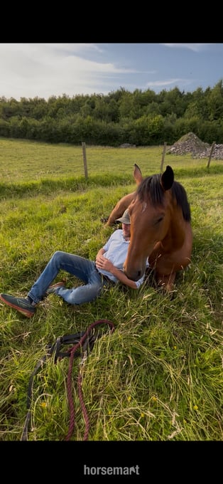 "Jazzy HS Z " Bay Gelding Show Jumper
